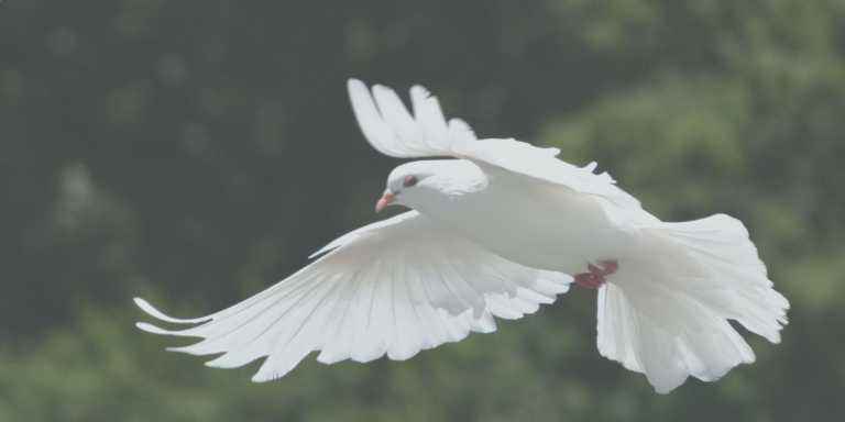 banner_pigeon